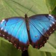 Morpho butterfly Costa Rica | Costa Pacifica Living