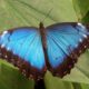 Morpho butterfly Costa Rica | Costa Pacifica Living