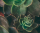 Plants succlulents